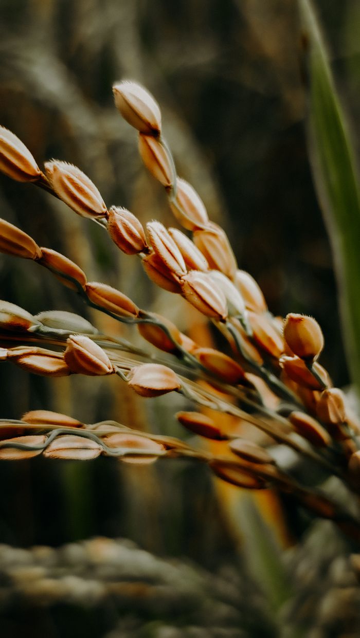 Detailed view of golden rice grains, showcasing texture in the field.