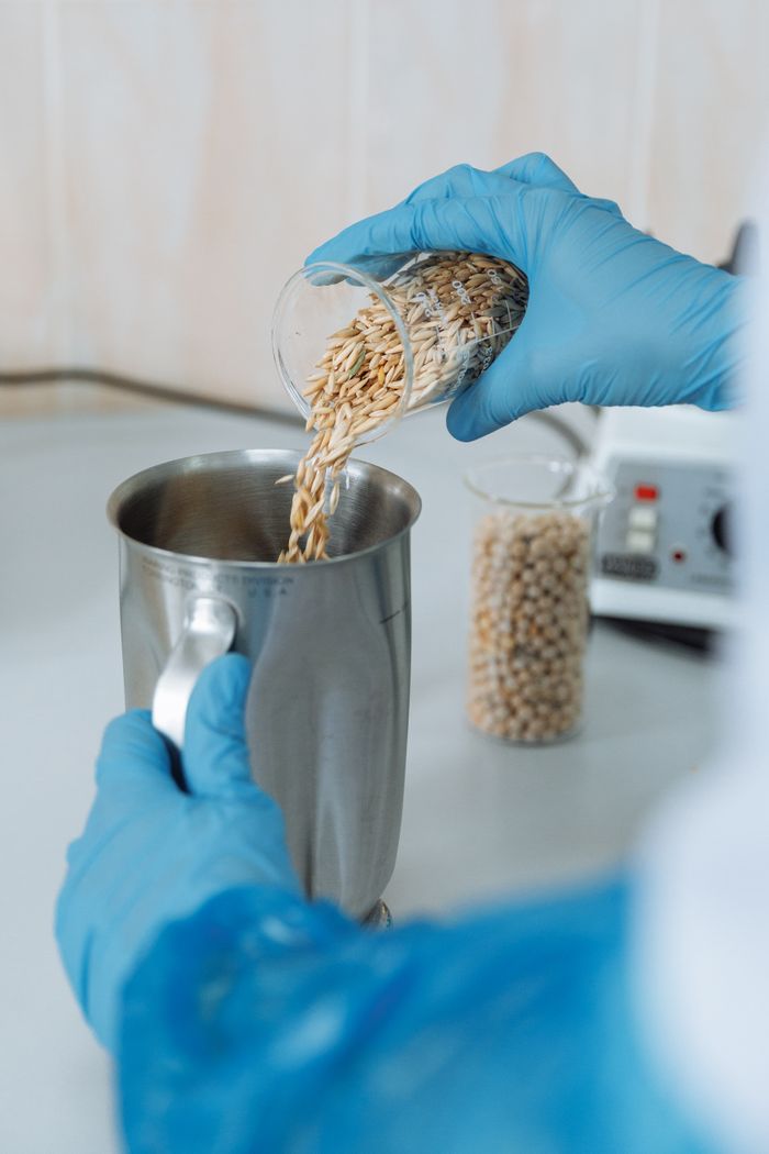A scientist wearing rubber gloves pours grains into a metallic container for research.